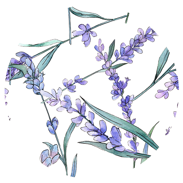 LAVANDA CIRCULO