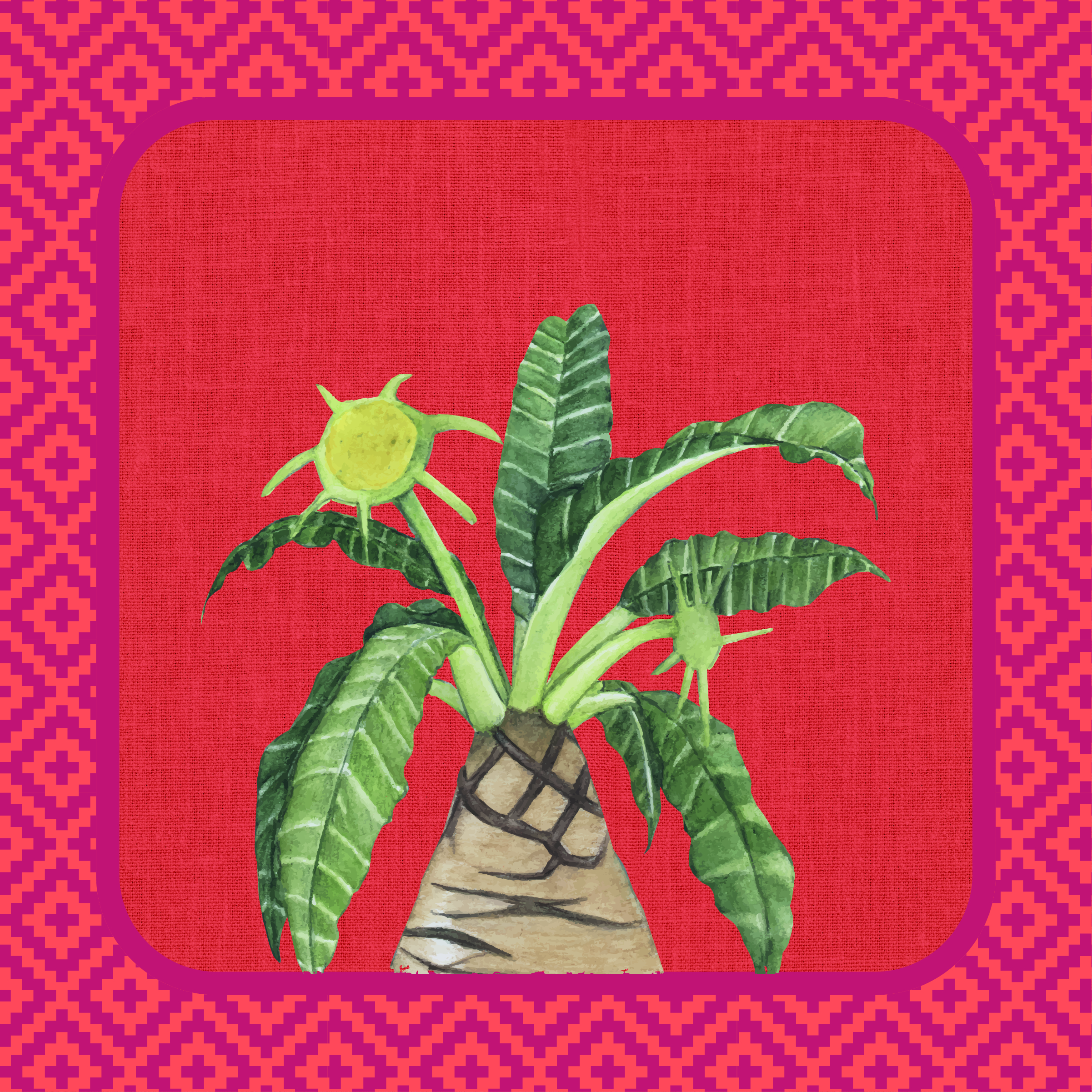 Cactus Rojo Rosa 61x61-01